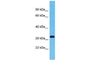 Western Blotting (WB) image for anti-Olfactory Receptor, Family 5, Subfamily AN, Member 1 (OR5AN1) (C-Term) antibody (ABIN2791745) (OR5AN1 抗体  (C-Term))