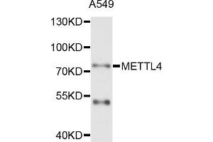 Western blot analysis of extract of A549 cells, using METTL4 antibody.