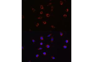 Immunofluorescence analysis of L929 cells using  Rabbit pAb (ABIN6129925, ABIN6136995, ABIN6136996 and ABIN6221112) at dilution of 1:100 (40x lens). (APLP2 抗体  (AA 340-450))