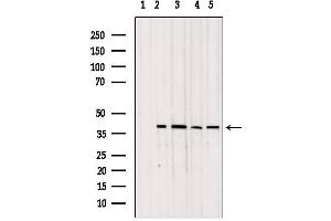 Western blot analysis of extracts from various samples, using TOM40 antibody. (TOMM40 抗体  (Internal Region))