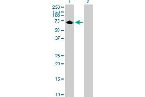 Western Blot analysis of C20orf132 expression in transfected 293T cell line by C20orf132 MaxPab polyclonal antibody. (C20orf132 抗体  (AA 1-608))