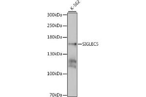Western blot analysis of extracts of K-562 cells, using SIGLEC5 antibody  at 1:1000 dilution. (SIGLEC5 抗体  (AA 452-551))