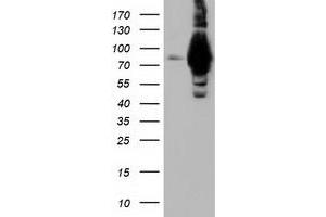 Image no. 2 for anti-Aldehyde Dehydrogenase 1 Family, Member L1 (ALDH1L1) antibody (ABIN1496585) (ALDH1L1 抗体)