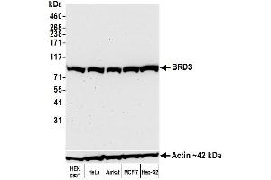 anti-Bromodomain Containing 3 (BRD3) (AA 676-726) antibody