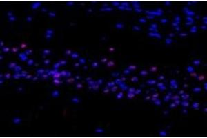 Immunofluorescent analysis of paraformaldehyde-fixed mouse substantia nigra using RMND5A (ABIN7075401) at dilution of 1: 1200 (RMND5A 抗体)