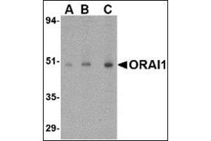 Western blot analysis of ORAI1 in human ovary tissue lysate with this product at (A) 0. (ORAI1 抗体  (C-Term))