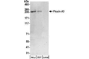 Western Blotting (WB) image for anti-Plexin A3 (PLXNA3) (AA 1050-1100) antibody (ABIN7450574)