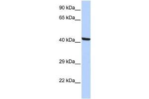 Western Blotting (WB) image for anti-Kaptin (Actin Binding Protein) (KPTN) antibody (ABIN2460057) (KPTN 抗体)