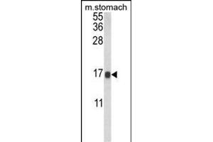Western blot analysis of LGALS2 Antibody (Center) (ABIN652689 and ABIN2842460) in mouse stomach tissue lysates (35 μg/lane). (Galectin 2 抗体  (AA 85-111))