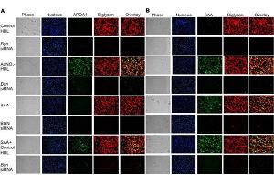 Fluorescence Microscopy (FM) image for anti-Apolipoprotein A-I (APOA1) antibody (ABIN5596808)