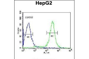 Flow cytometric analysis of HepG2 cells (right histogram) compared to a negative control cell (left histogram). (ITIH2 抗体  (C-Term))