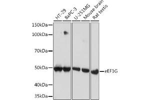 Western blot analysis of extracts of various cell lines, using eEF1G Rabbit mAb (ABIN7267024) at 1:1000 dilution. (EEF1G 抗体)