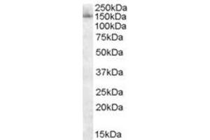 Image no. 1 for anti-Splicing Factor 3b, Subunit 3, 130kDa (SF3B3) (C-Term) antibody (ABIN374246) (SF3B3 抗体  (C-Term))
