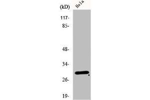 Western Blot analysis of HeLa cells using eIF3K Polyclonal Antibody (EIF3K 抗体  (Internal Region))