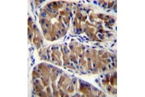 Formalin fixed and paraffin embedded human stomach tissue reacted with ENOX2 Antibody (N-term) followed by peroxidase conjugation of the secondary antibody and DAB staining. (ENOX2 抗体  (N-Term))