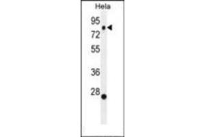 Western blot analysis of SSH3 Antibody (C-term) in Hela cell line lysates (35ug/lane). (SSH3 抗体  (C-Term))