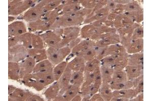 Detection of MYO in Porcine Cardiac Muscle Tissue using Polyclonal Antibody to Myoglobin (MYO) (Myoglobin 抗体  (AA 1-154))