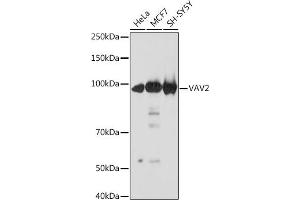 Western blot analysis of extracts of various cell lines, using V Rabbit mAb (ABIN7271304) at 1:1000 dilution. (VAV2 抗体)