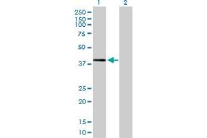 Western Blot analysis of DHDH expression in transfected 293T cell line by DHDH MaxPab polyclonal antibody. (DHDH 抗体  (AA 1-334))