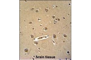 DENND5B antibody (C-term) (ABIN654250 and ABIN2844073) immunohistochemistry analysis in formalin fixed and paraffin embedded human brain tissue followed by peroxidase conjugation of the secondary antibody and DAB staining. (DENND5B 抗体  (C-Term))