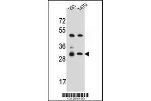 Western blot analysis in 293,T47D cell line lysates (35ug/lane). (OR4P4 抗体  (C-Term))