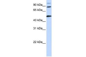 WB Suggested Anti-COG4 Antibody Titration: 0. (COG4 抗体  (Middle Region))