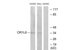 Western blot analysis of extracts from HUVEC cells and HeLa cells, using OR1L6 antibody. (OR1L6 抗体  (Internal Region))