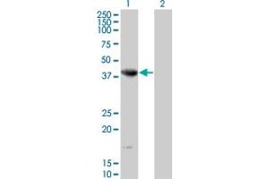 Western Blot analysis of NEIL2 expression in transfected 293T cell line by NEIL2 monoclonal antibody (M01), clone 1B7.