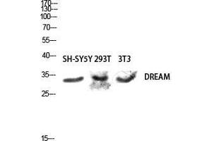 Western Blot (WB) analysis of SH-SY5Y 293T 3T3 lysis using DREAM antibody. (DREAM (Tyr706) 抗体)