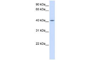 WB Suggested Anti-FAM54A Antibody Titration: 0. (FAM54A 抗体  (Middle Region))