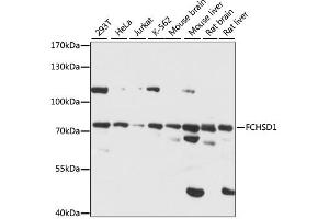 Western blot analysis of extracts of various cell lines, using FCHSD1 antibody. (FCHSD1 抗体)