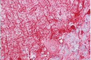 Immunohistochemistry with Brain, cerebellum tissue at an antibody concentration of 5µg/ml using anti-DBI antibody (ARP33135_P050) (Diazepam Binding Inhibitor 抗体  (N-Term))