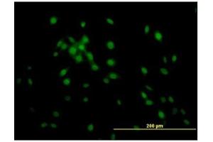Immunofluorescence (IF) image for anti-Kruppel-Like Factor 11 (KLF11) antibody (ABIN781889) (KLF11 抗体)
