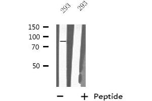 Western blot analysis of extracts from 293 cells, using MX2 antibody. (MX2 抗体  (Internal Region))