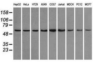 Image no. 3 for anti-Protein Phosphatase 5, Catalytic Subunit (PPP5C) antibody (ABIN1500393) (PP5 抗体)