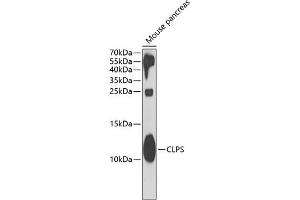 Western blot analysis of extracts of mouse pancreas, using CLPS antibody (ABIN6128989, ABIN6138744, ABIN6138747 and ABIN6221981) at 1:1000 dilution. (CLPS 抗体  (AA 18-112))