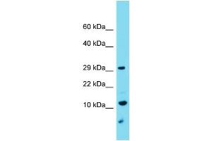 Host: Rabbit Target Name: C9orf123 Sample Type: U937 Whole Cell lysates Antibody Dilution: 1. (C9orf123 抗体  (C-Term))