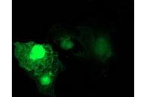 Image no. 3 for anti-Ras Homolog Family Member D (RHOD) antibody (ABIN1500700) (RHOD 抗体)