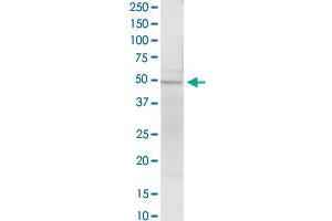 EEF1G MaxPab rabbit polyclonal antibody. (EEF1G 抗体  (AA 1-437))