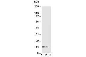 Western blot testing of NGF antibody and Lane 1:  Recombinant human protein 10ng (Nerve Growth Factor 抗体  (AA 122-241))
