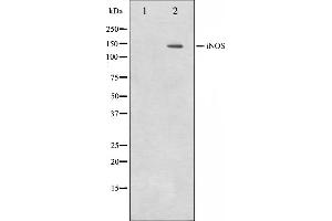 Western blot analysis on NIH-3T3 cell lysate using iNOS Antibody. (NOS2 抗体  (C-Term))