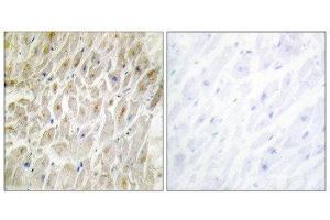 Immunohistochemistry (IHC) image for anti-Distal-Less Homeobox 3 (DLX3) (Internal Region) antibody (ABIN1848996) (DLX3 抗体  (Internal Region))