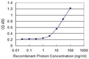 Detection limit for recombinant GST tagged SEPHS1 is 0. (SEPHS1 抗体  (AA 1-96))