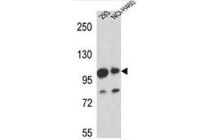 Western blot analysis of Mastermind-Like Protein 1 Antibody (Center) in 293,NCI-H460 cell line lysates (35ug/lane). (MAML1 抗体  (Middle Region))