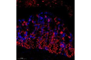 Immunofluorescence of paraffin embedded mouse colon using SEC238 (ABIN7075521) at dilution of 1:650 (300x lens) (Sec23 Homolog B 抗体)