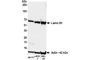 Western Blotting (WB) image for anti-Lamin B1 (LMNB1) (AA 450-500) antibody (ABIN7795809)