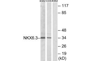 Western blot analysis of extracts from K562 cells and COS-7 cells, using NKX6. (NK6 Homeobox 3 抗体  (Internal Region))