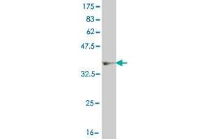 Western Blot detection against Immunogen (36. (HNF4A 抗体  (AA 324-423))
