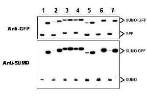 Western blot of SUMO-GFP fusion proteins cleaved by insect cell protein extracts. (SUMO 抗体)