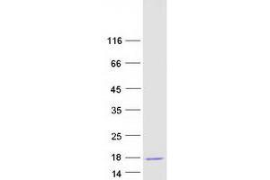Validation with Western Blot (Neurogranin Protein (NRGN) (Transcript Variant 1) (Myc-DYKDDDDK Tag))